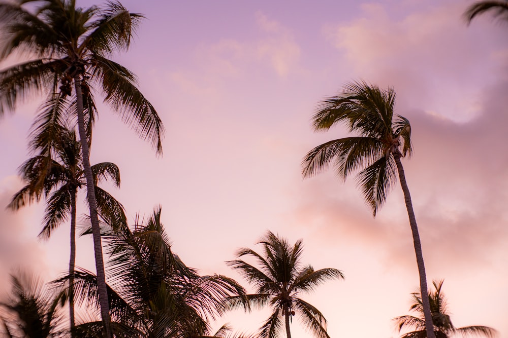 a group of palm trees against a purple sky