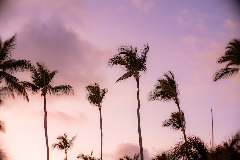 a group of palm trees with a purple sky in the background