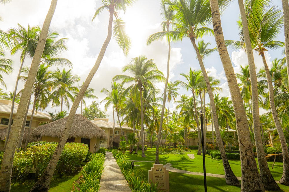 a pathway between palm trees leading to a resort