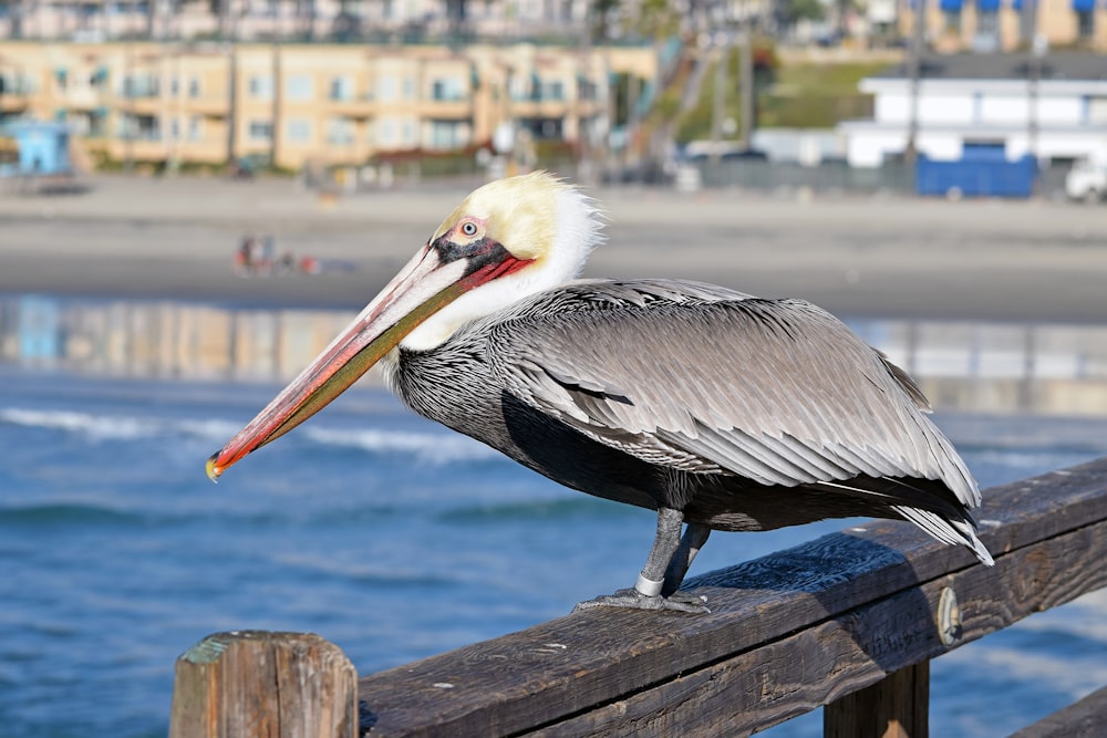 a pelican is sitting on a wooden fence