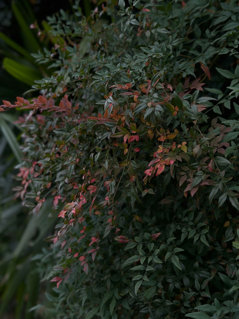 a bush with red and green leaves on it
