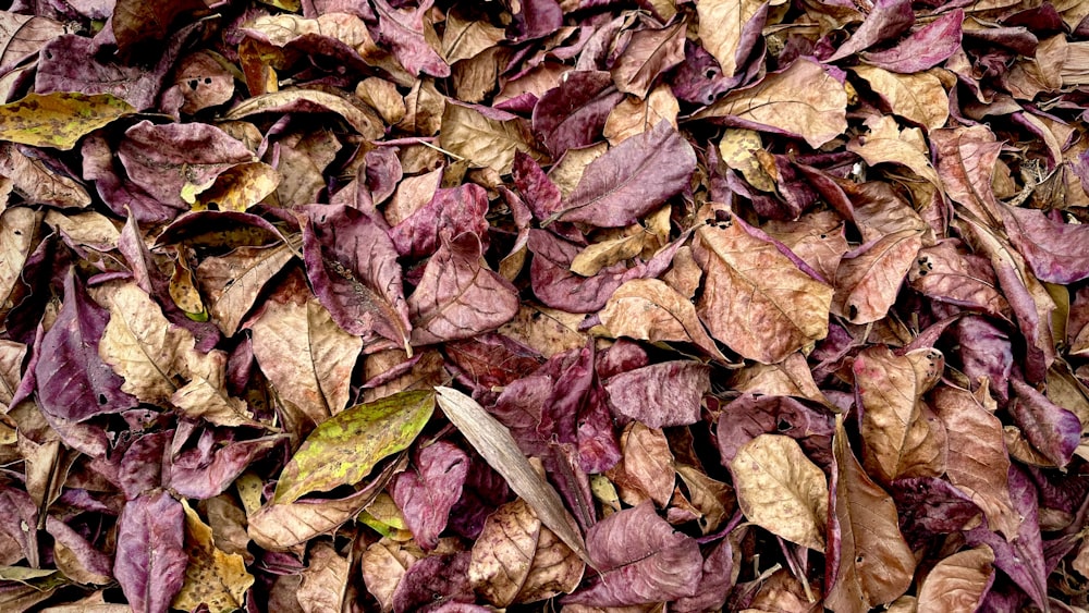 a pile of purple and yellow leaves on the ground
