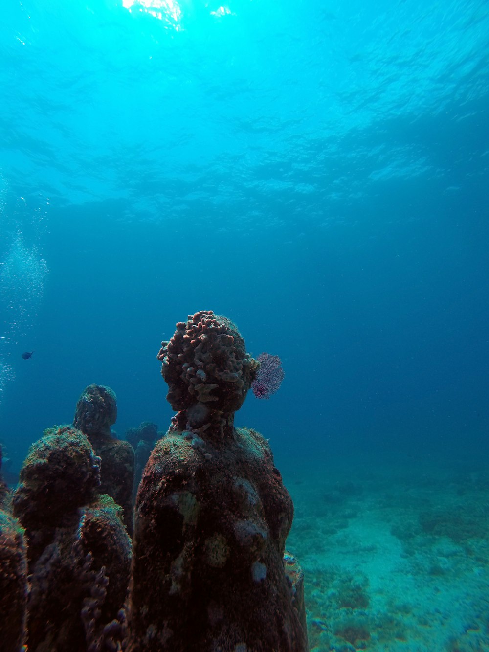 a large group of corals under the water