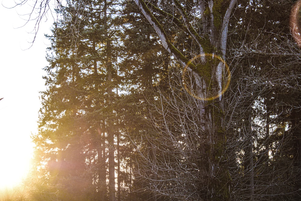 a person standing in the woods with a frisbee