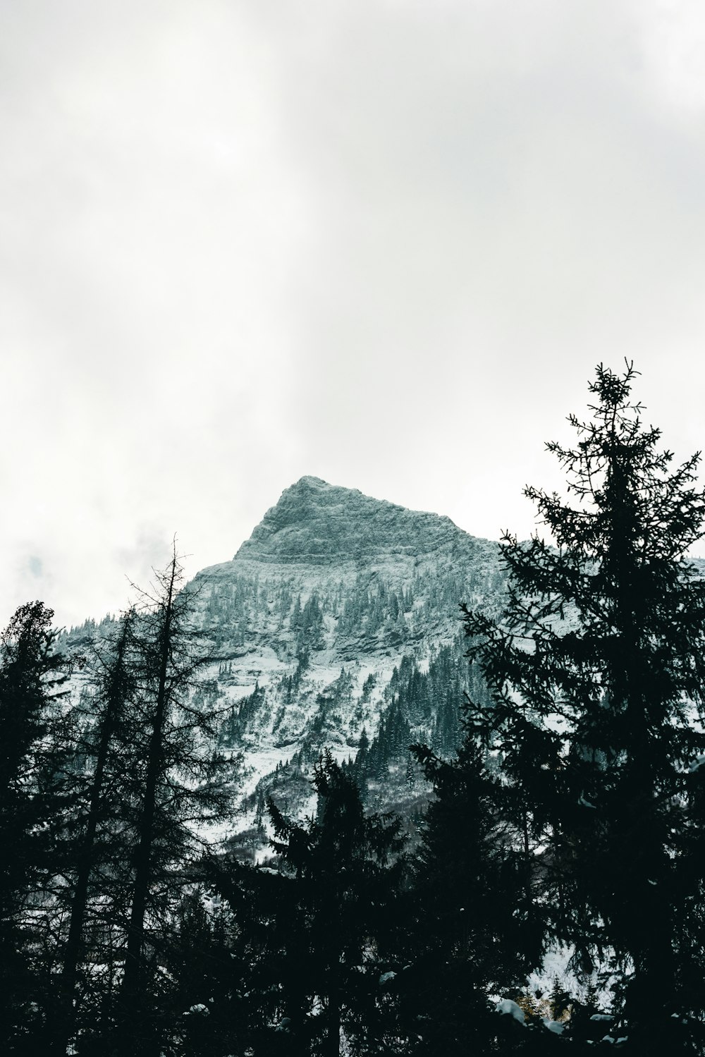 a snow covered mountain with trees in the foreground