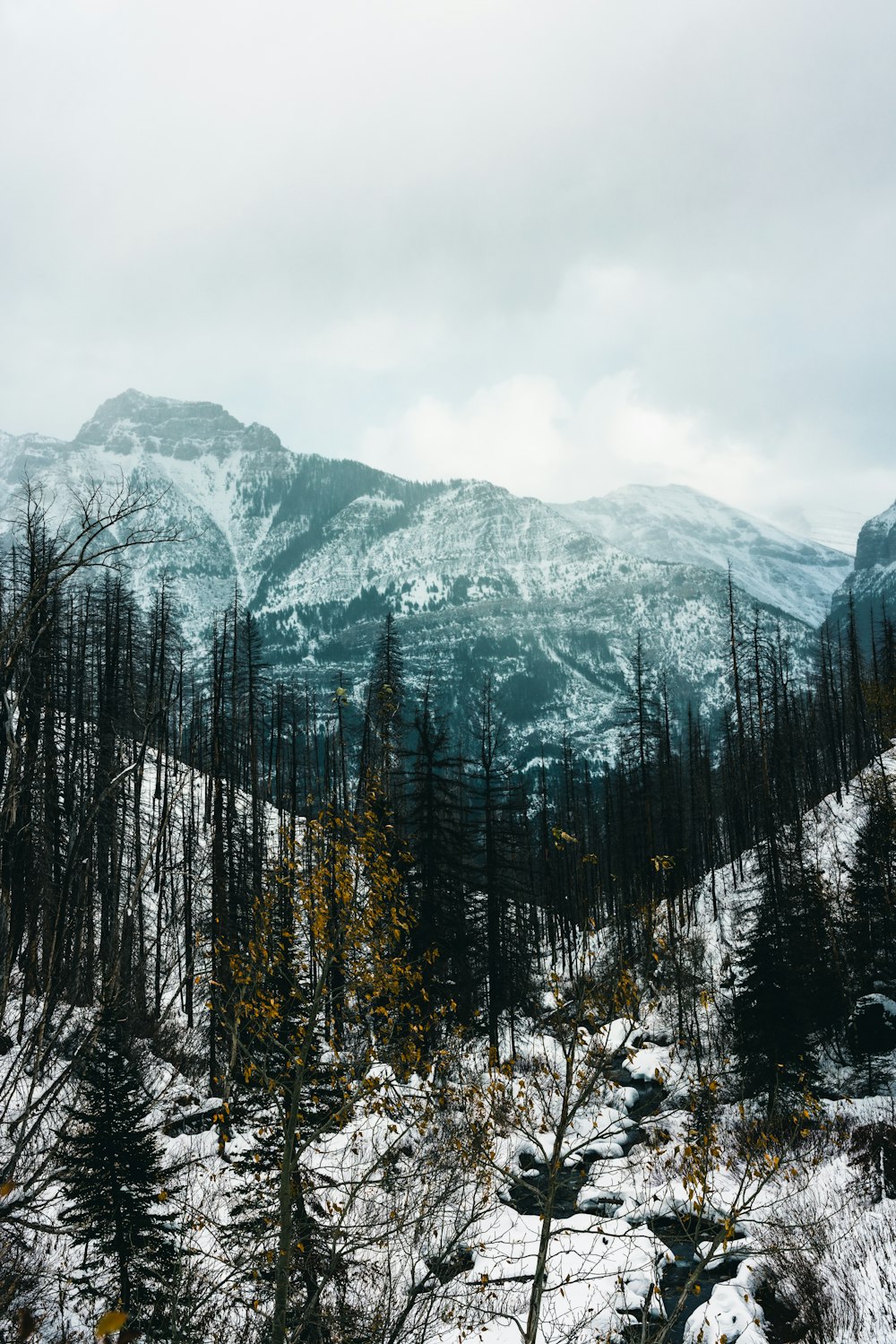 una montagna coperta di neve con alberi in primo piano