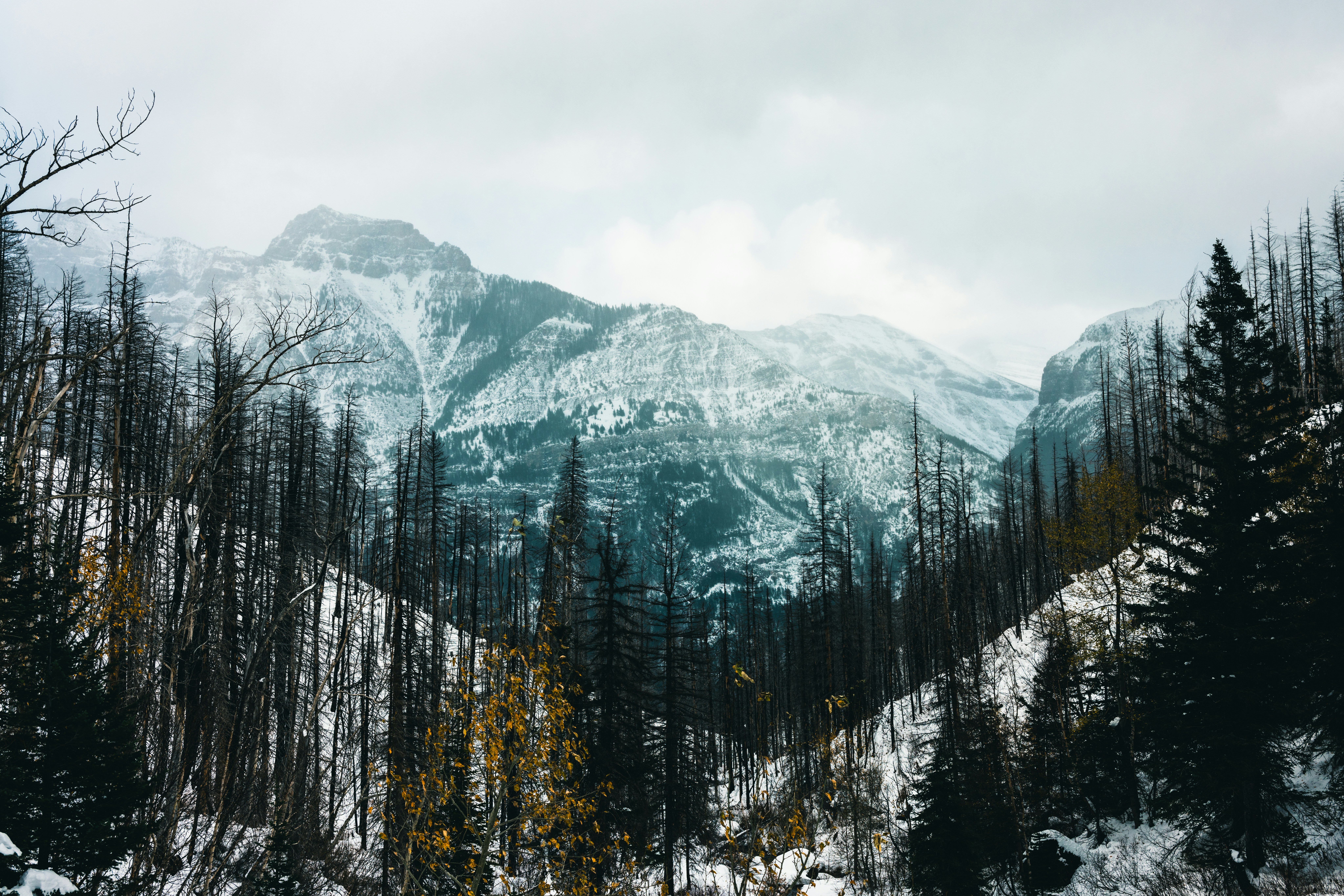 a mountain covered in snow with trees in the foreground, Kootenay is beautiful all year round