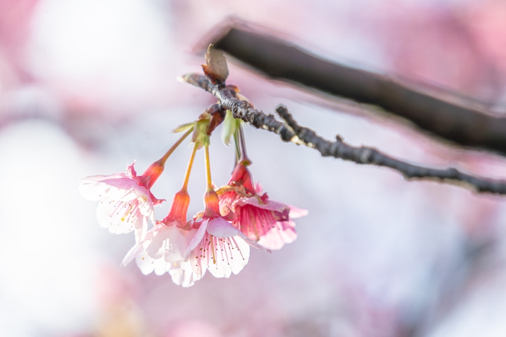 a close up of a flower on a tree branch