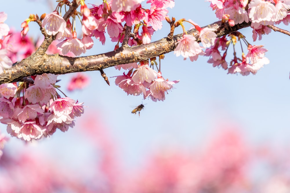 a small bird is sitting on a branch of a cherry blossom tree