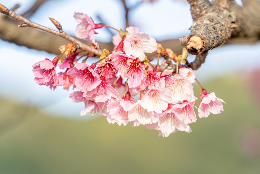 um galho de uma árvore com flores cor-de-rosa