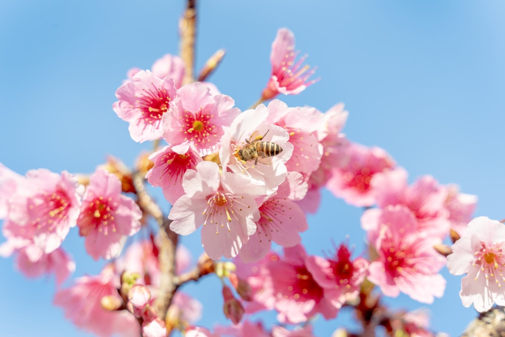 a bee is sitting on a pink flower