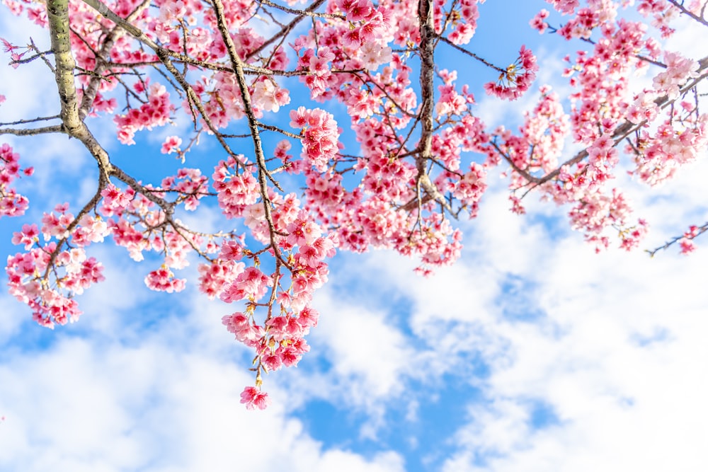 pink flowers are blooming on the branches of a tree