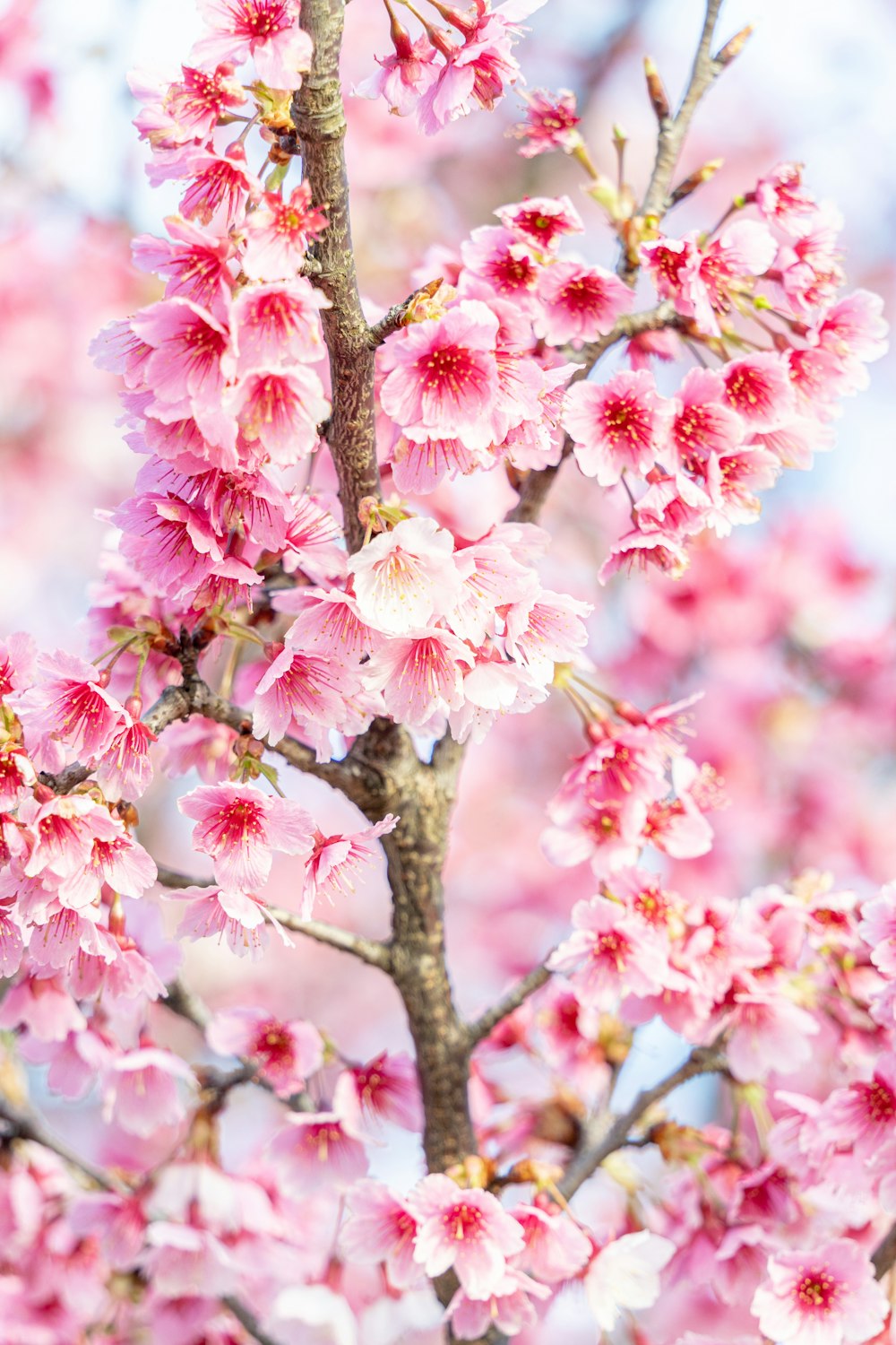 a close up of a tree with pink flowers