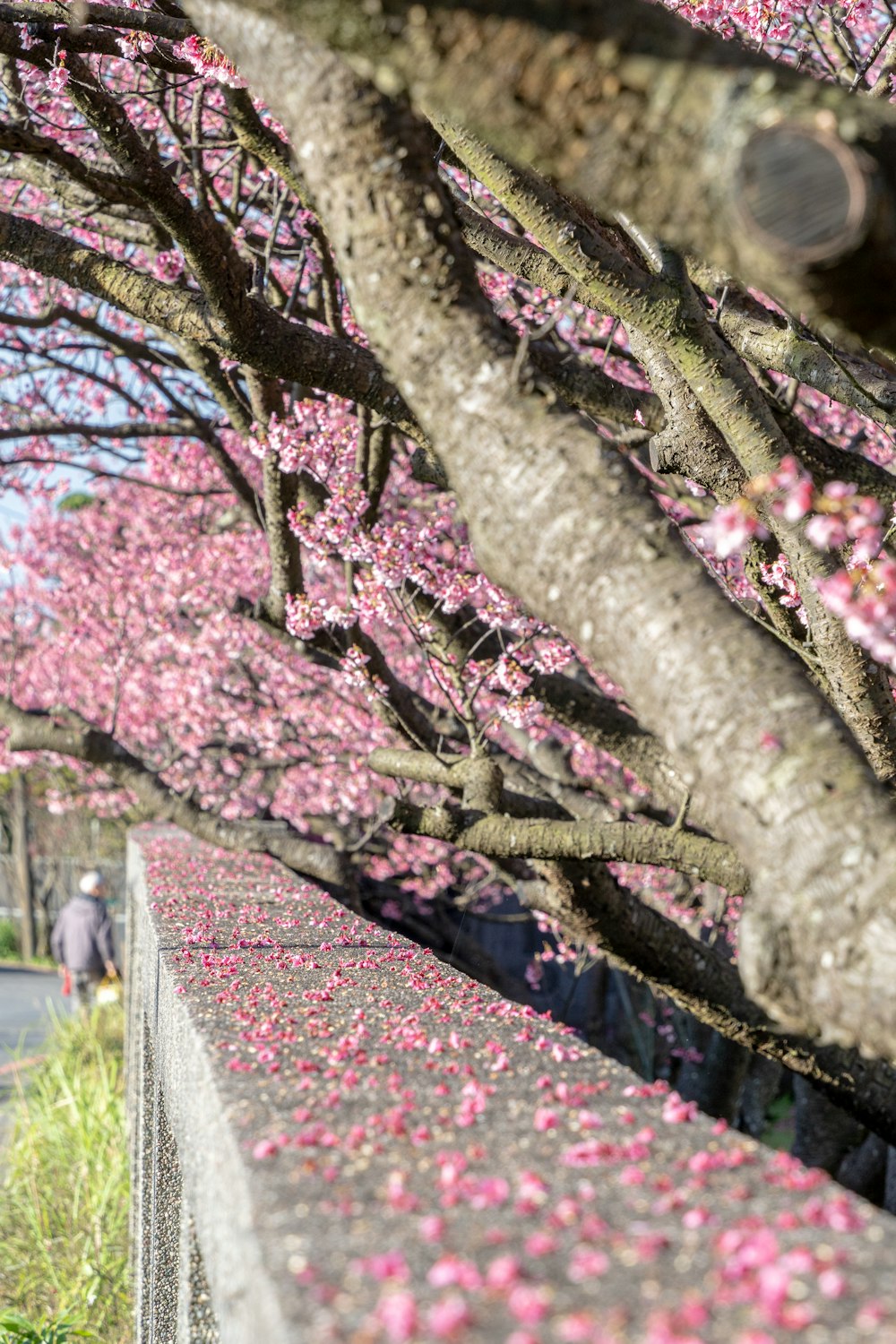 a man walking down a sidewalk next to a tree filled with pink flowers