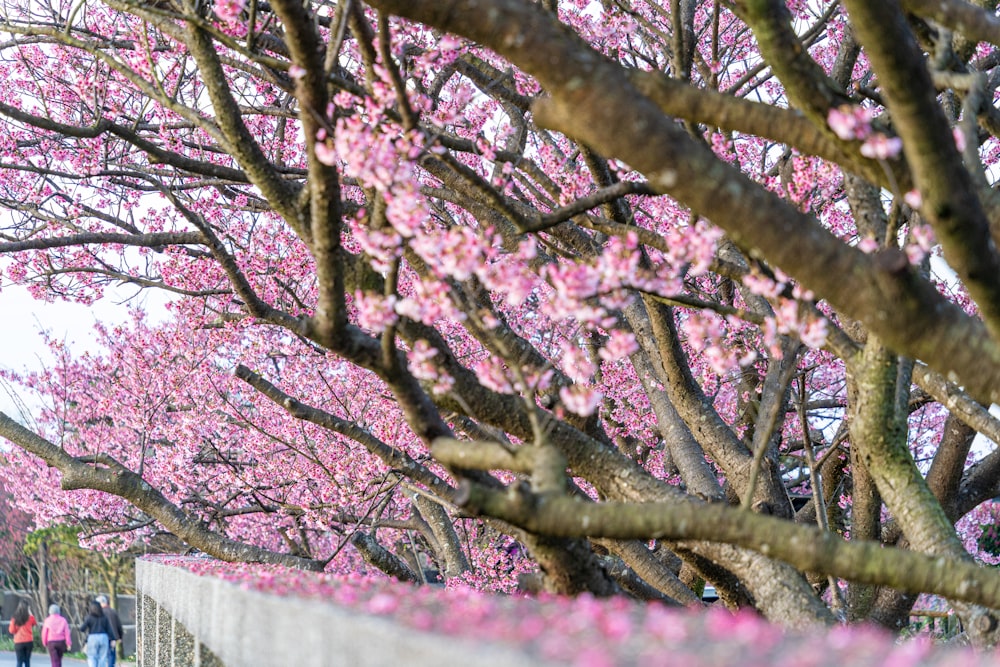 a group of people walking down a sidewalk next to a tree filled with pink flowers