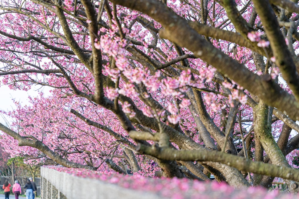 Eine Gruppe von Menschen, die neben einem Baum voller rosa Blumen einen Bürgersteig entlang gehen