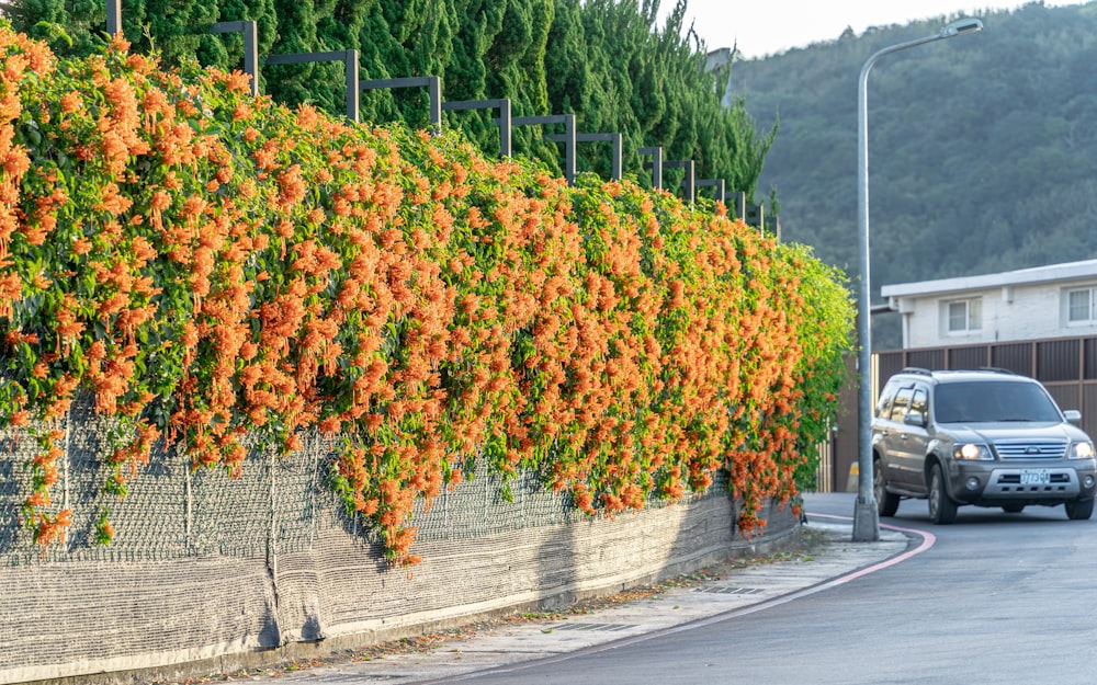 a car driving down a street next to a tall plant