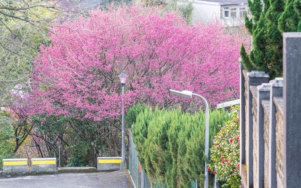 a street with a lot of trees and bushes