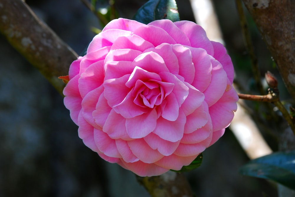 a large pink flower on a tree branch