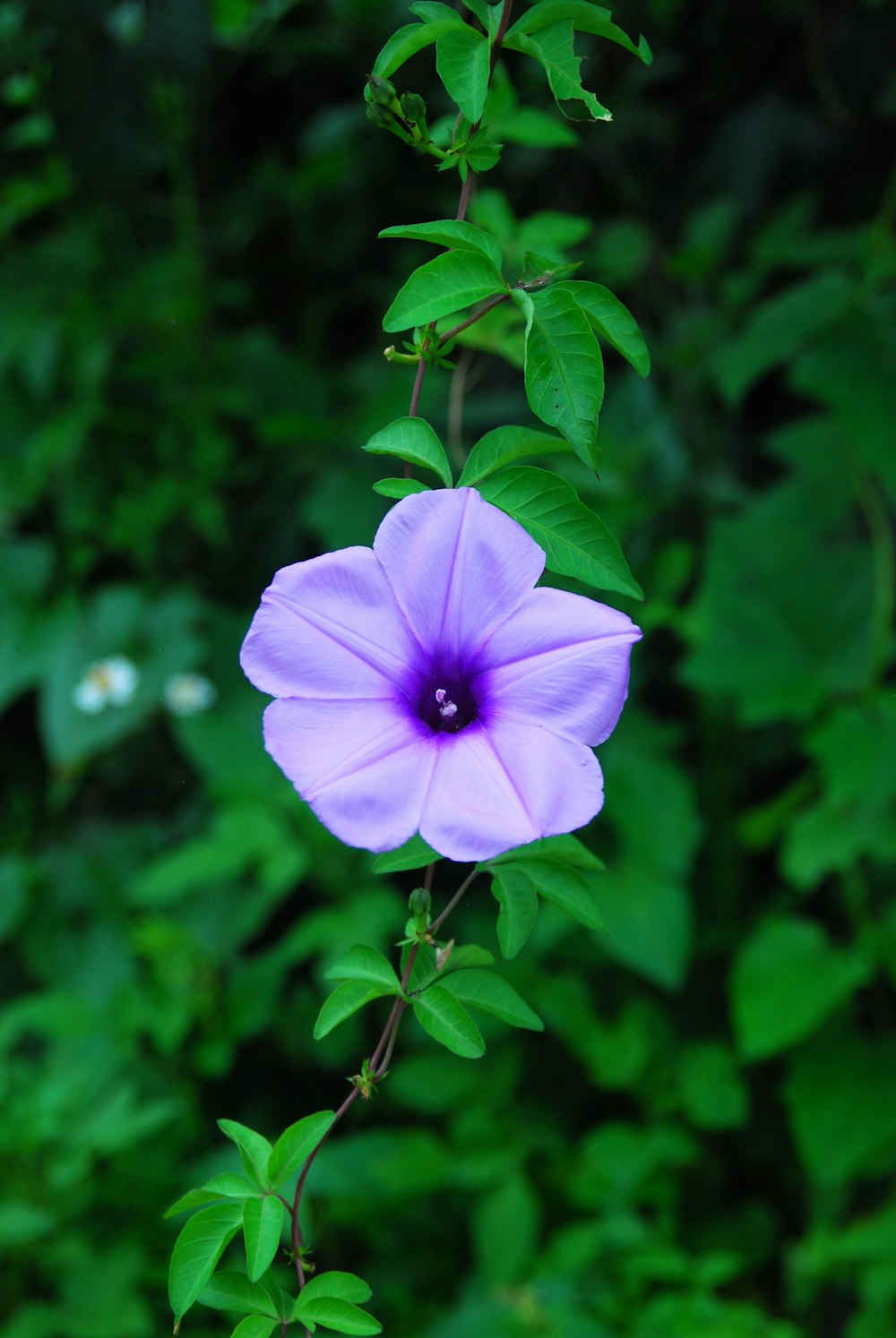 a purple flower with green leaves in the background