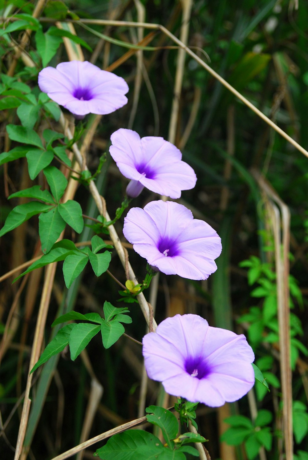 three purple flowers with green leaves in the background