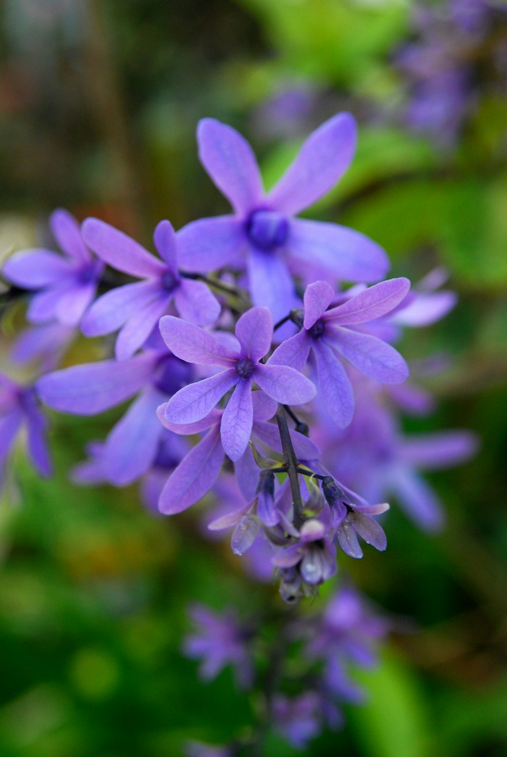 a bunch of purple flowers that are in the grass