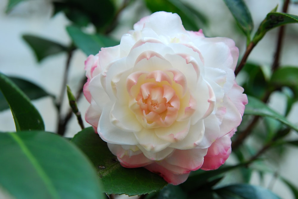 a white and pink flower with green leaves