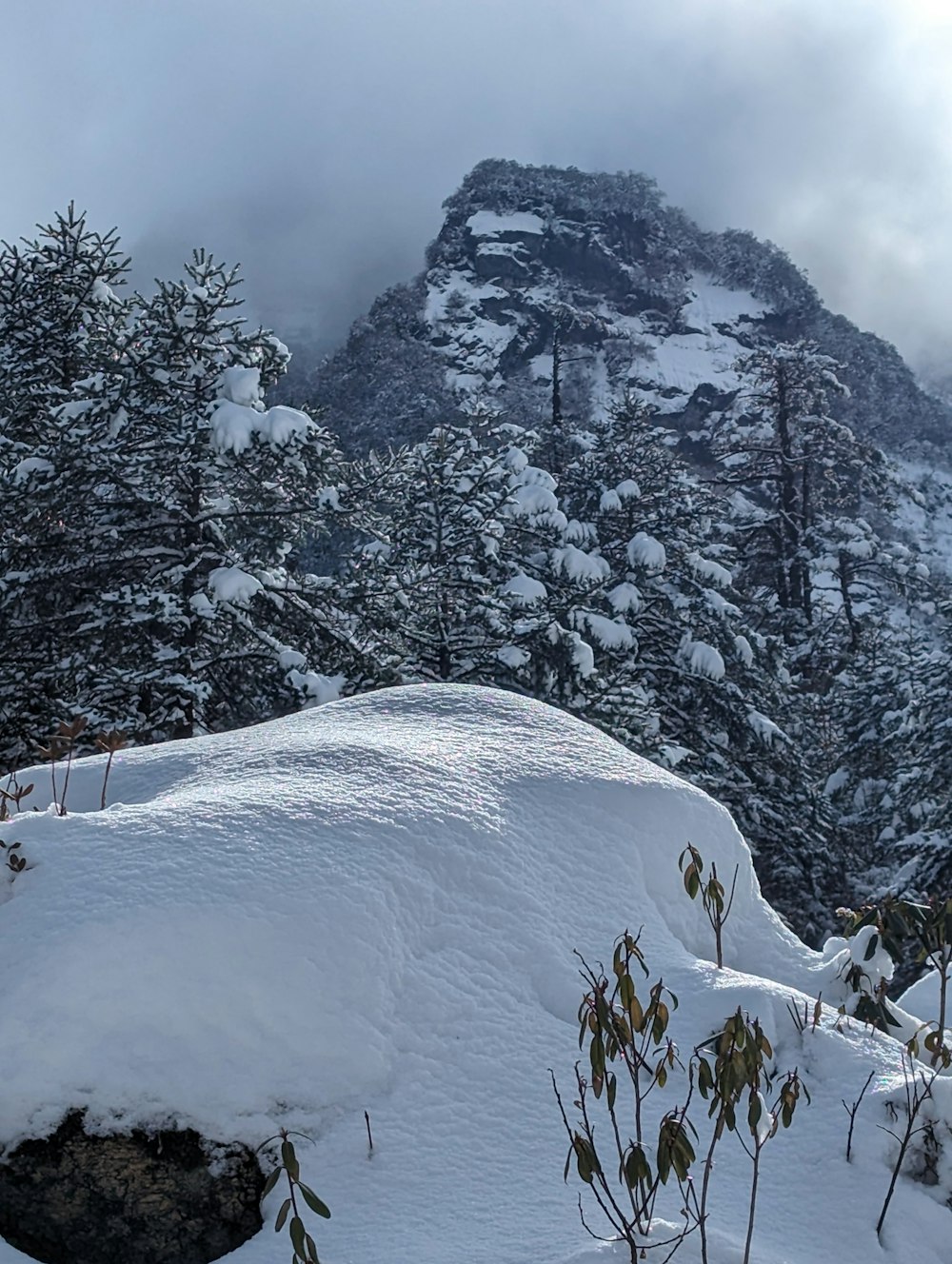 a mountain covered in snow with trees in the foreground