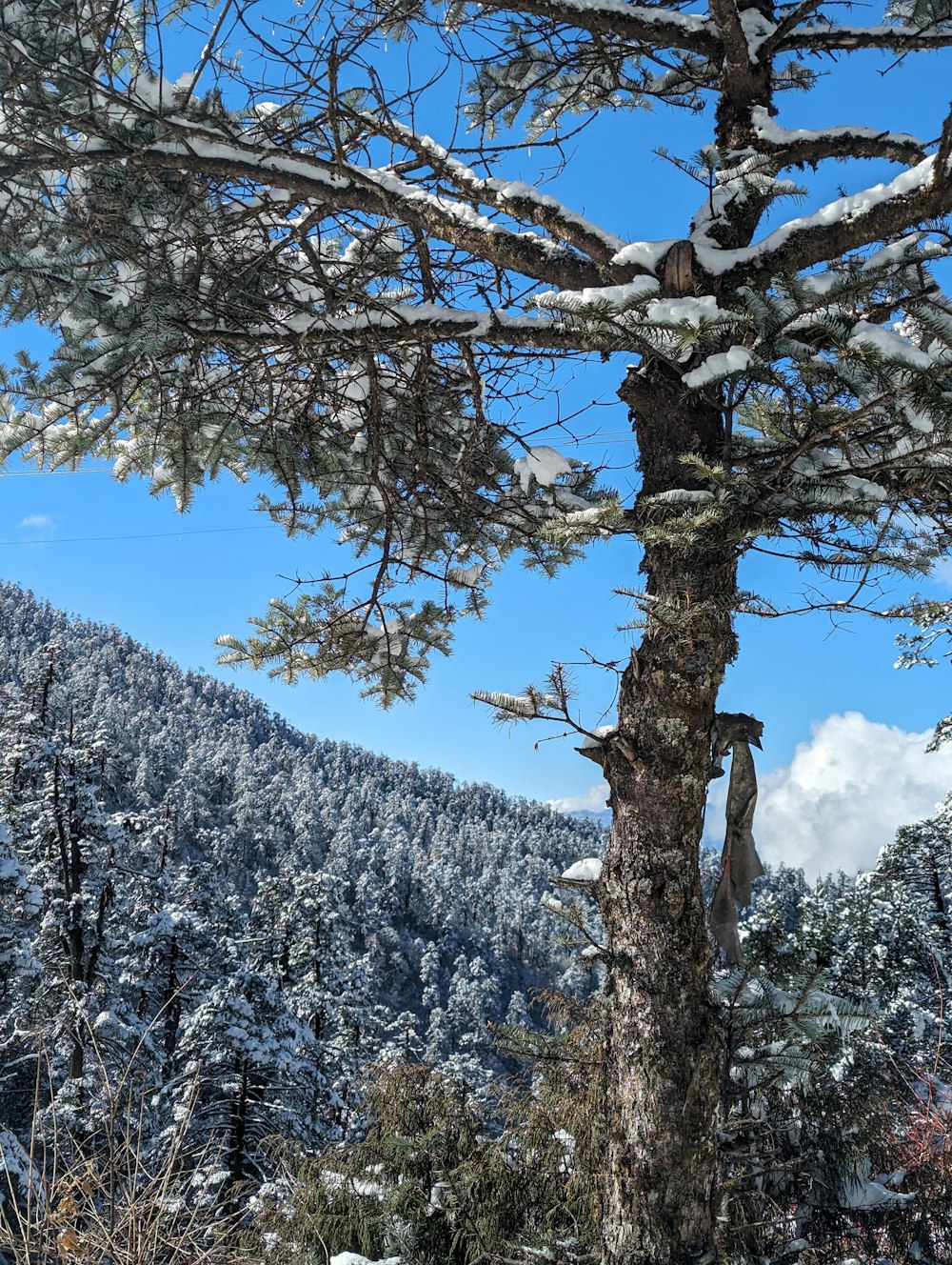 a view of a snowy mountain with a tree in the foreground