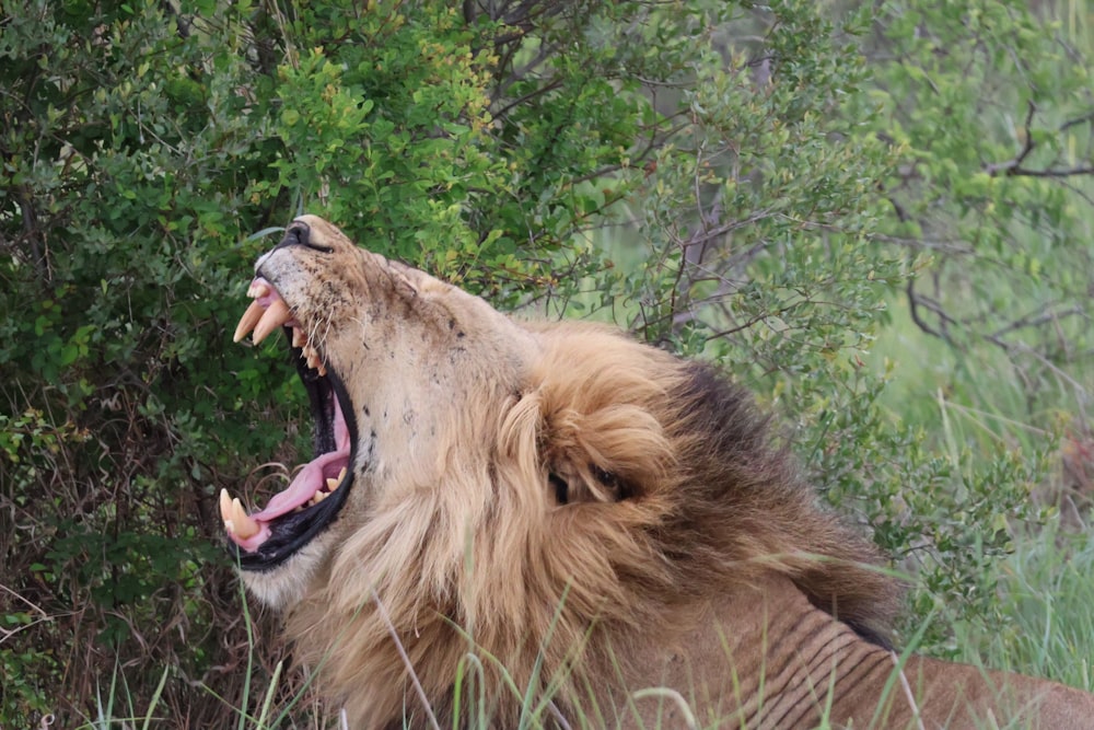 a lion with its mouth open and it's mouth wide open