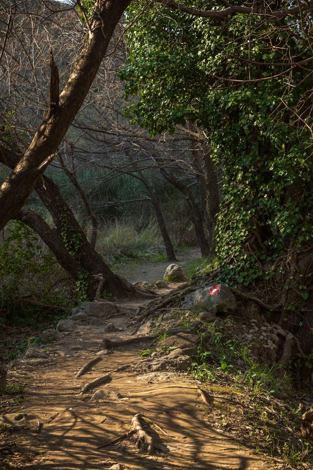 a dirt path in the woods with trees