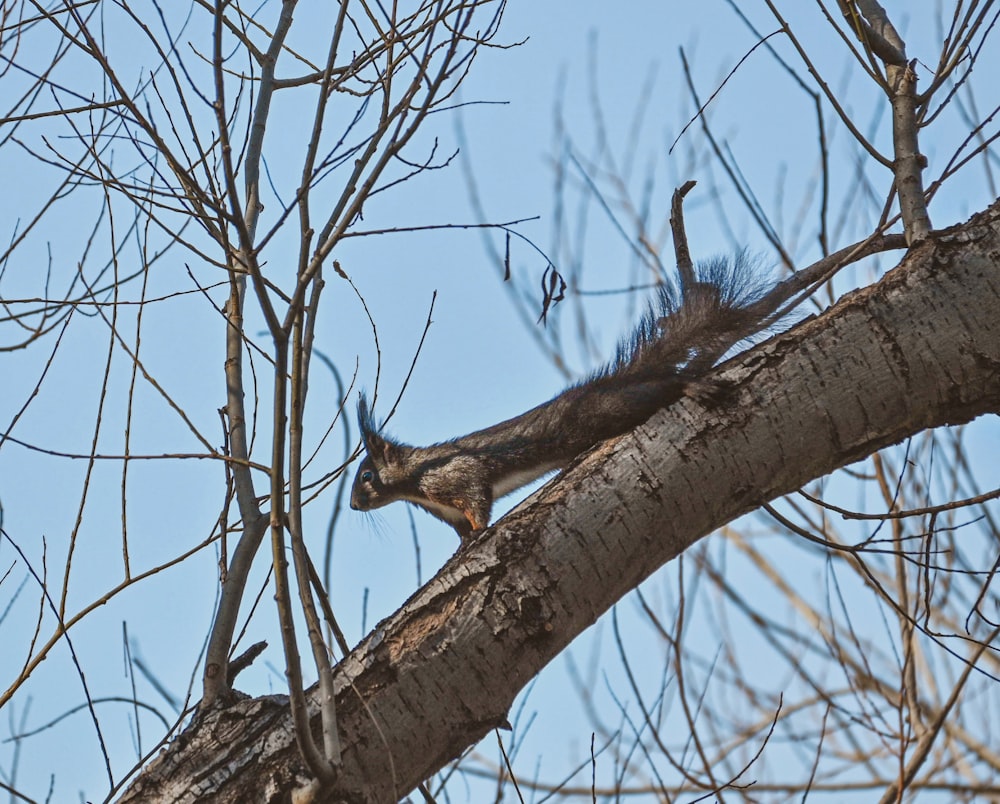 a squirrel is standing on a tree branch