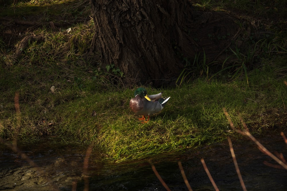 a duck that is sitting in the grass
