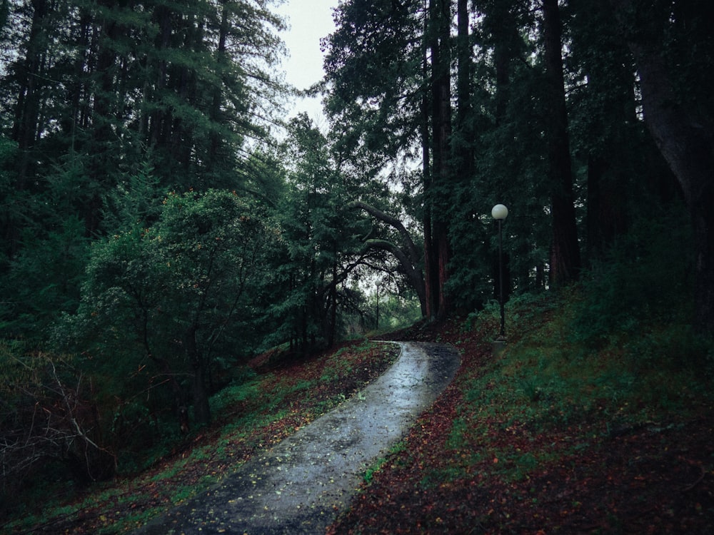 a wet road in the middle of a forest