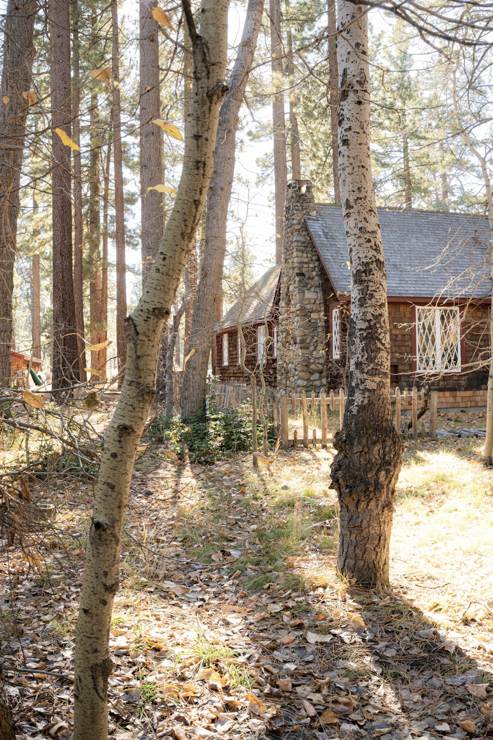 a cabin in the woods surrounded by trees