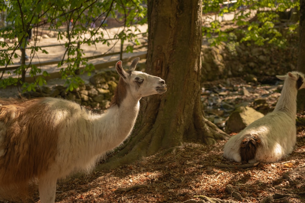 a couple of llamas standing next to a tree