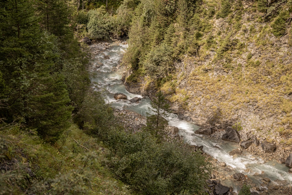 a river running through a lush green forest