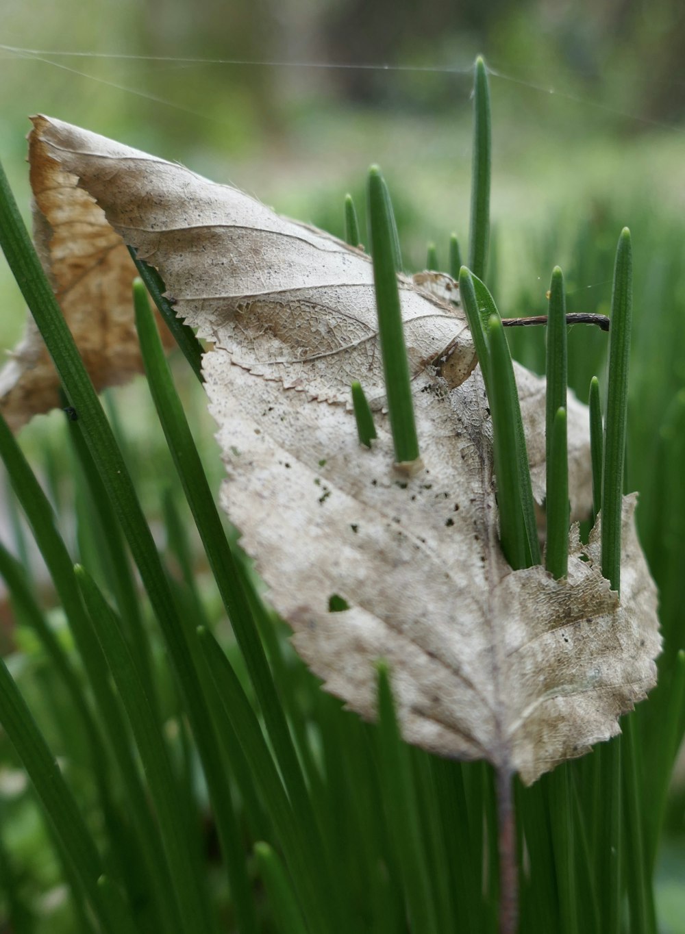 a close up of a leaf on a plant