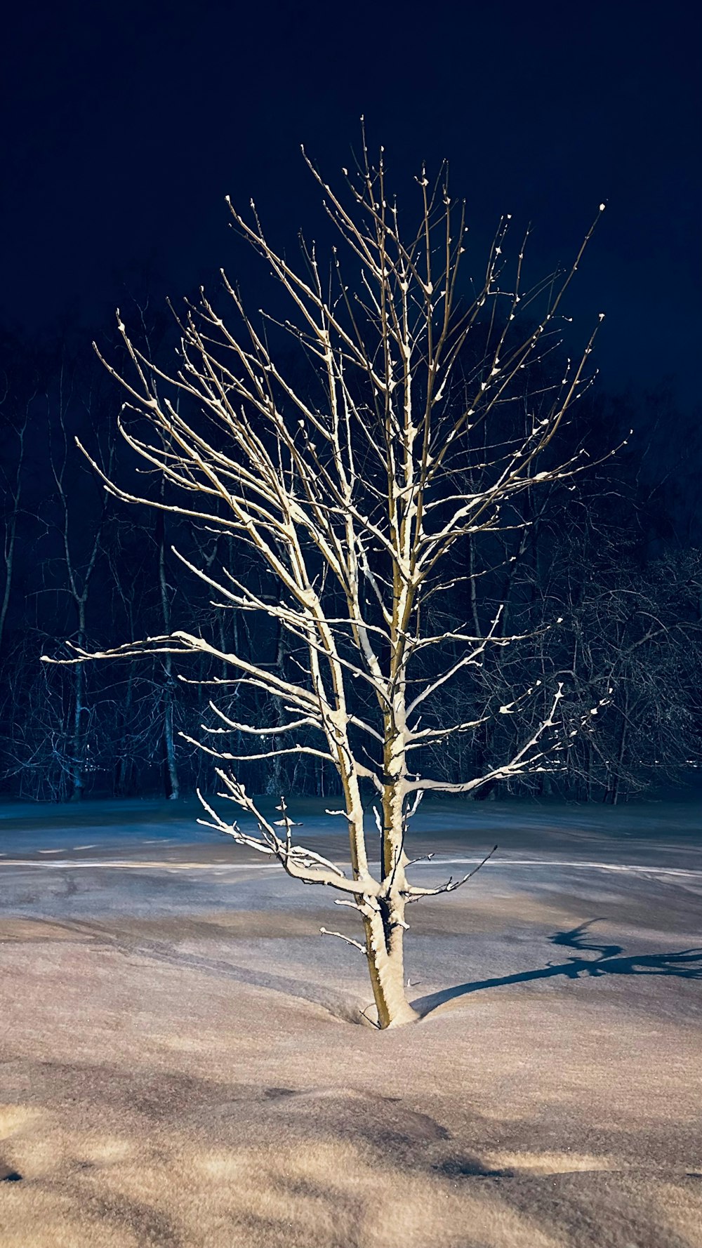 a bare tree in the middle of a snowy field