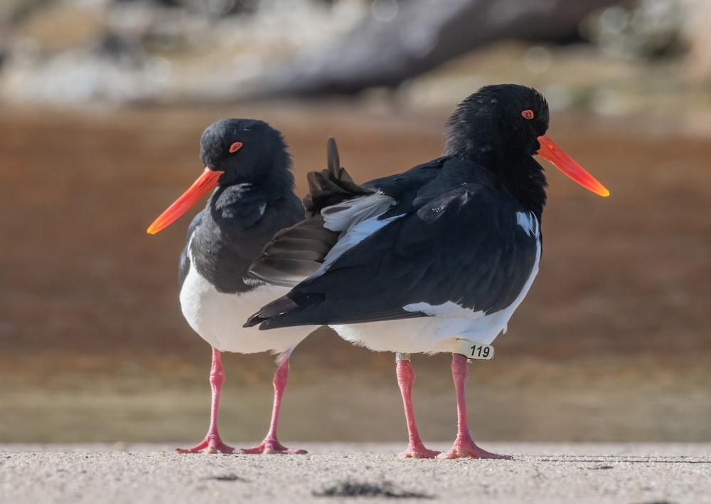 two black and white birds standing next to each other