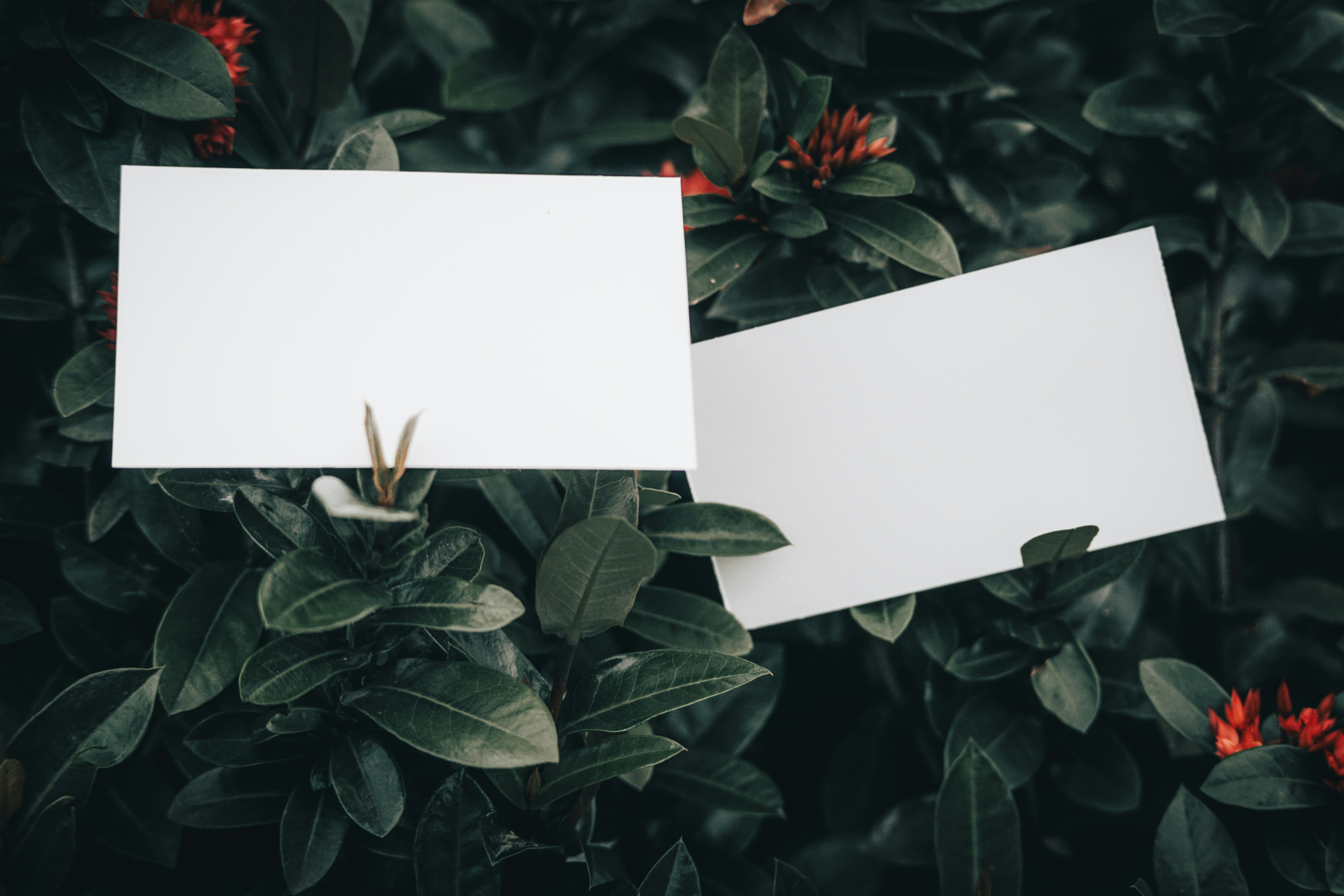 Photo by aseprendi12