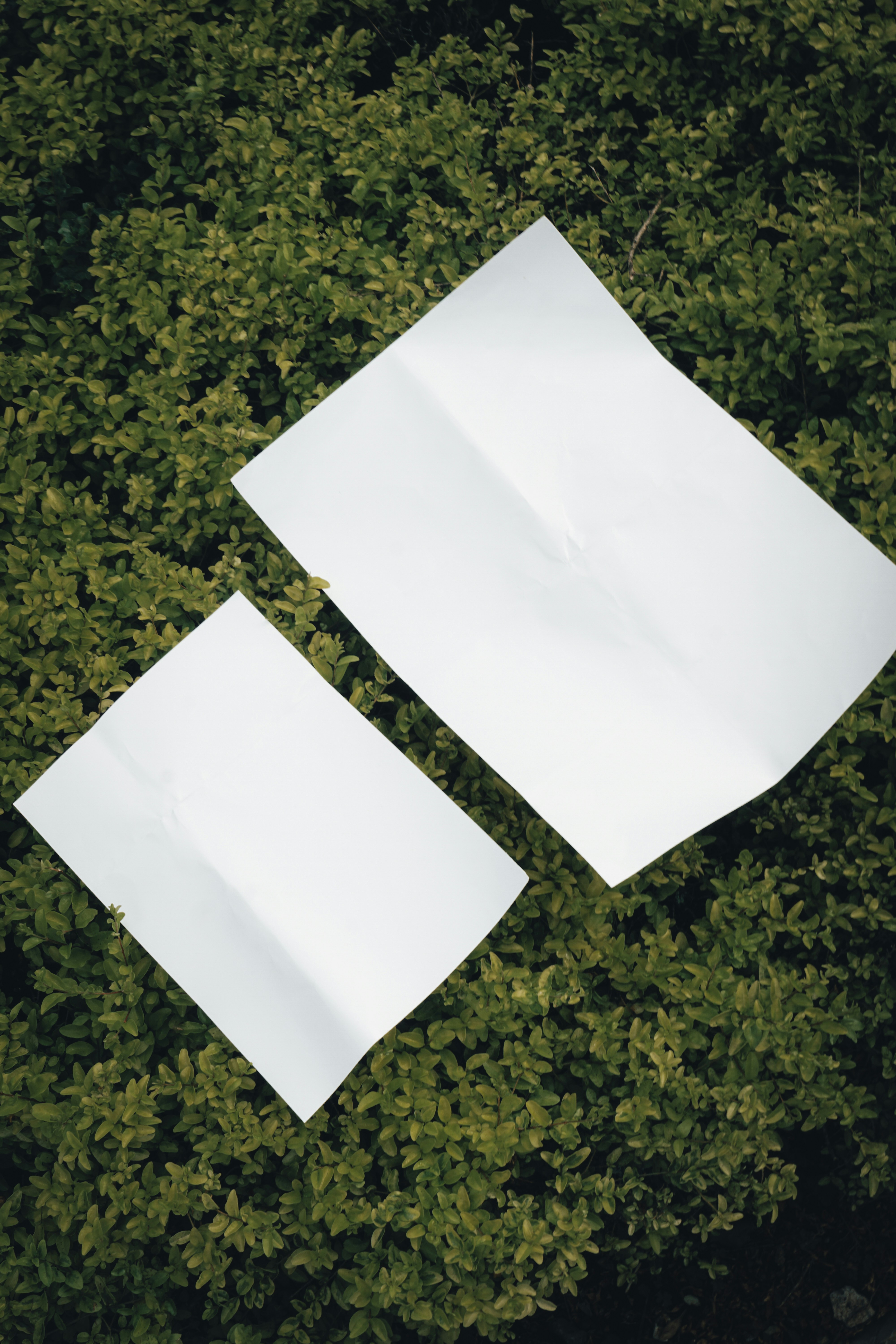 two pieces of paper sitting on top of a lush green field