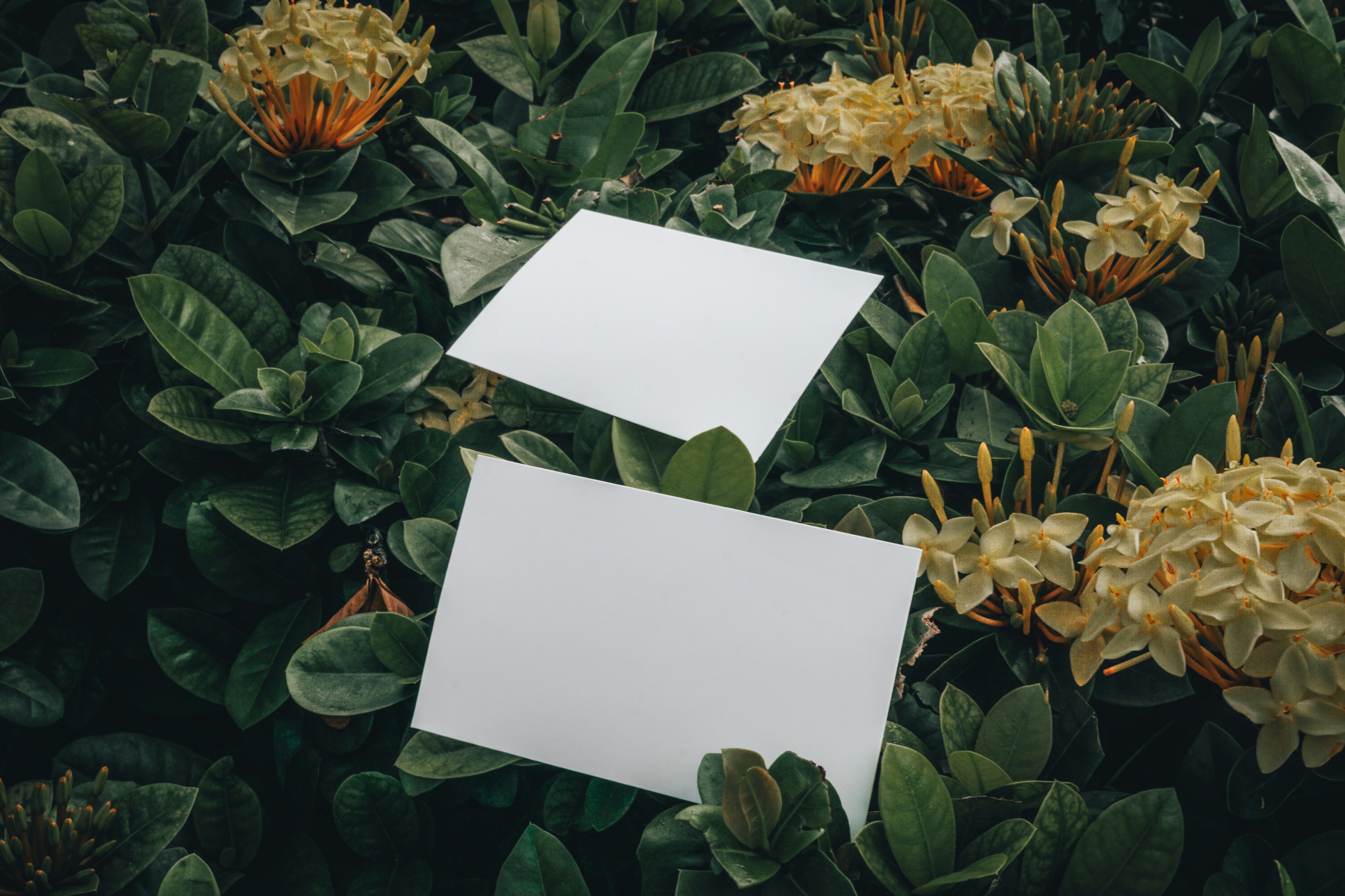 Photo by aseprendi12