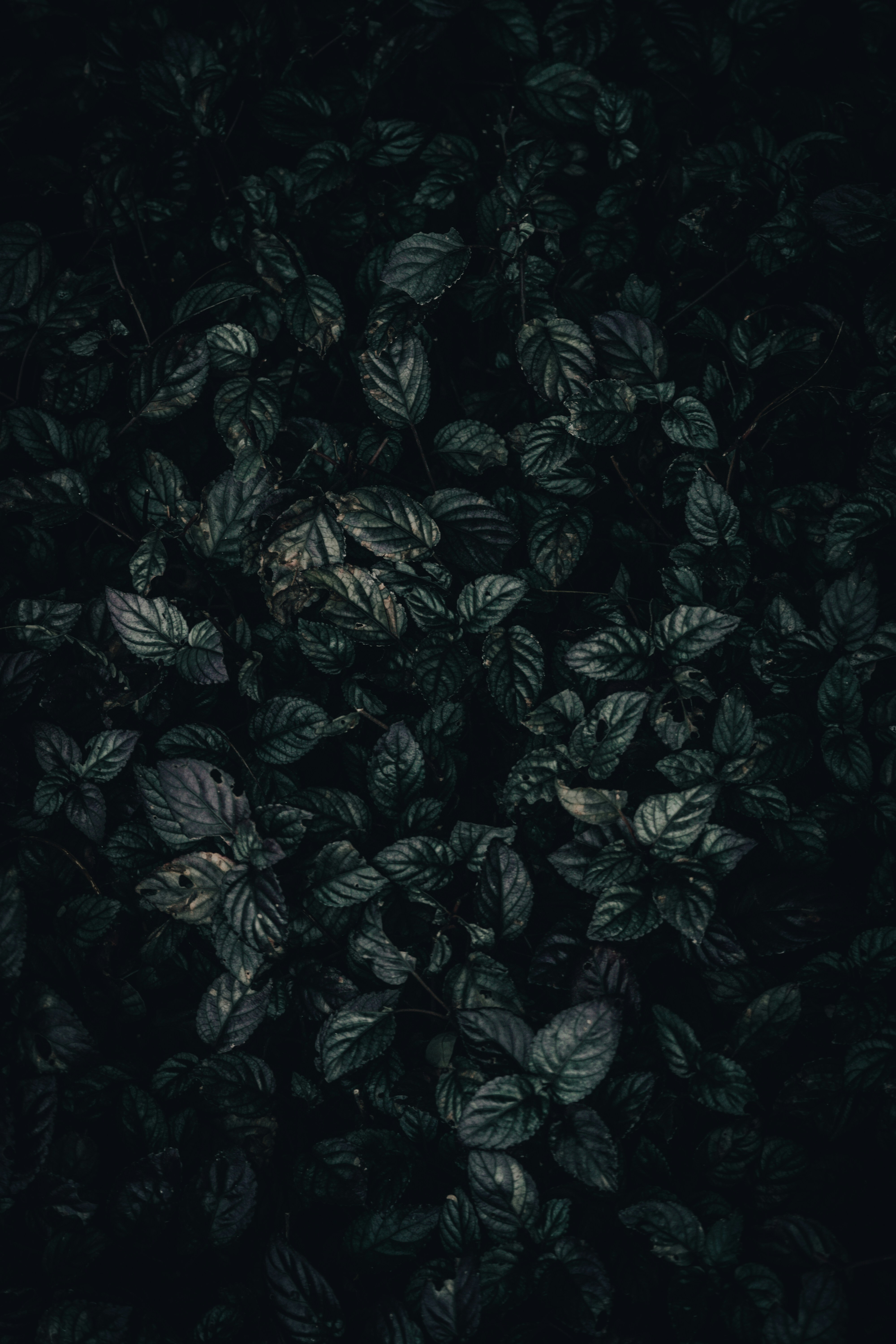 a bunch of leaves that are in the dark