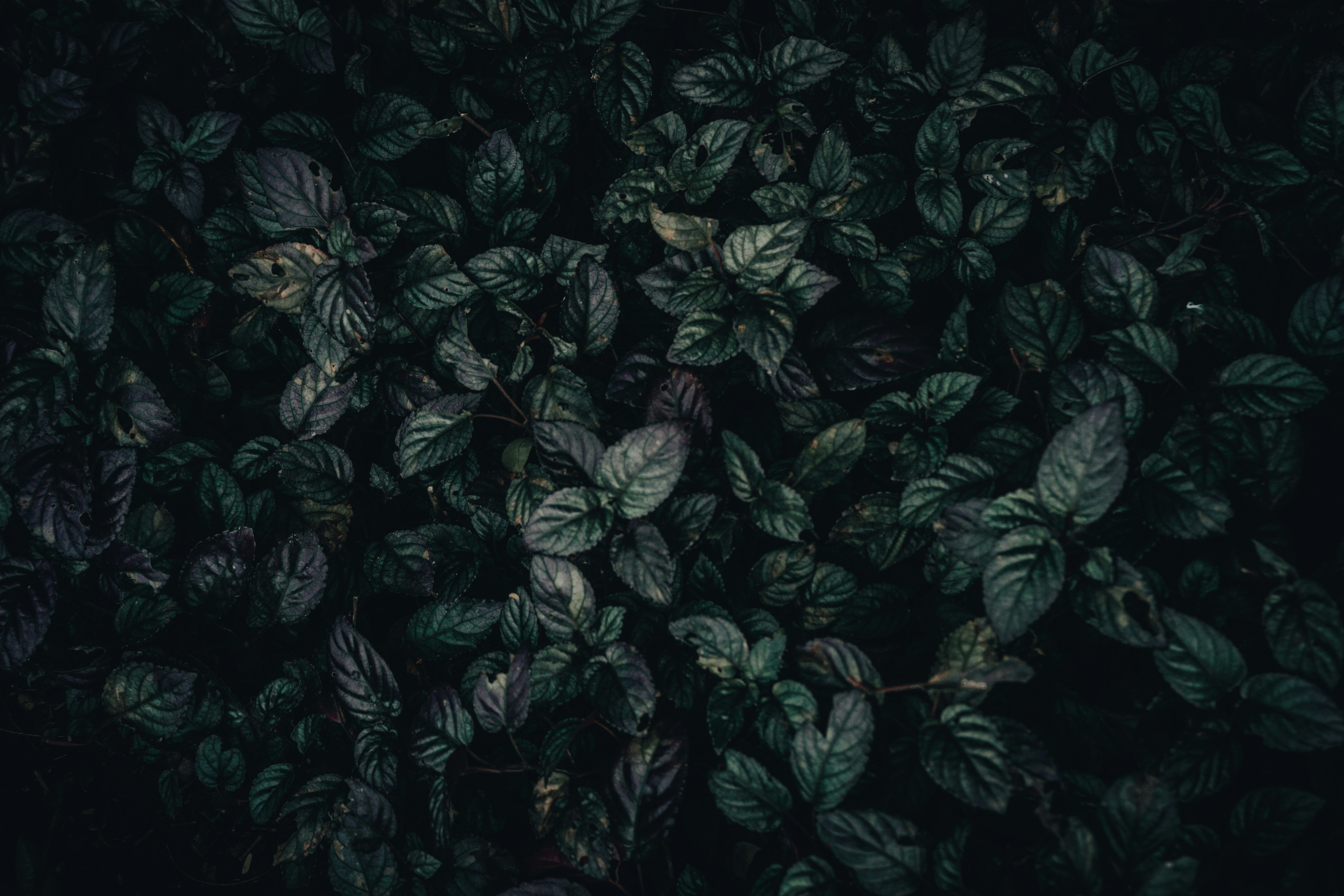 a bunch of green leaves in the dark