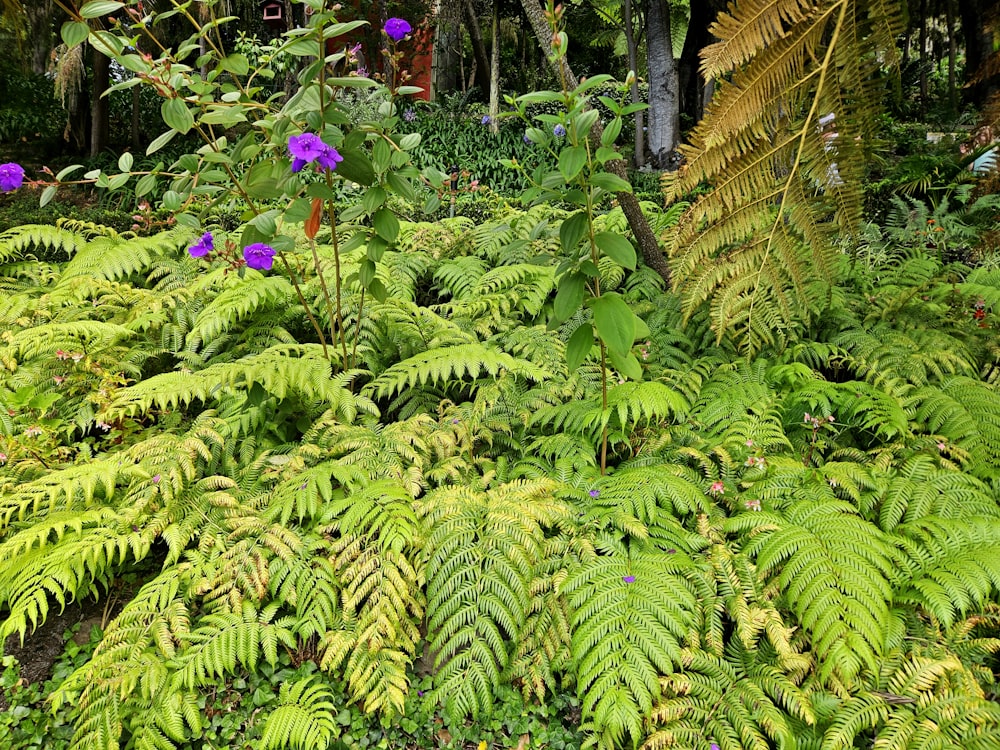 a lush green forest filled with lots of purple flowers