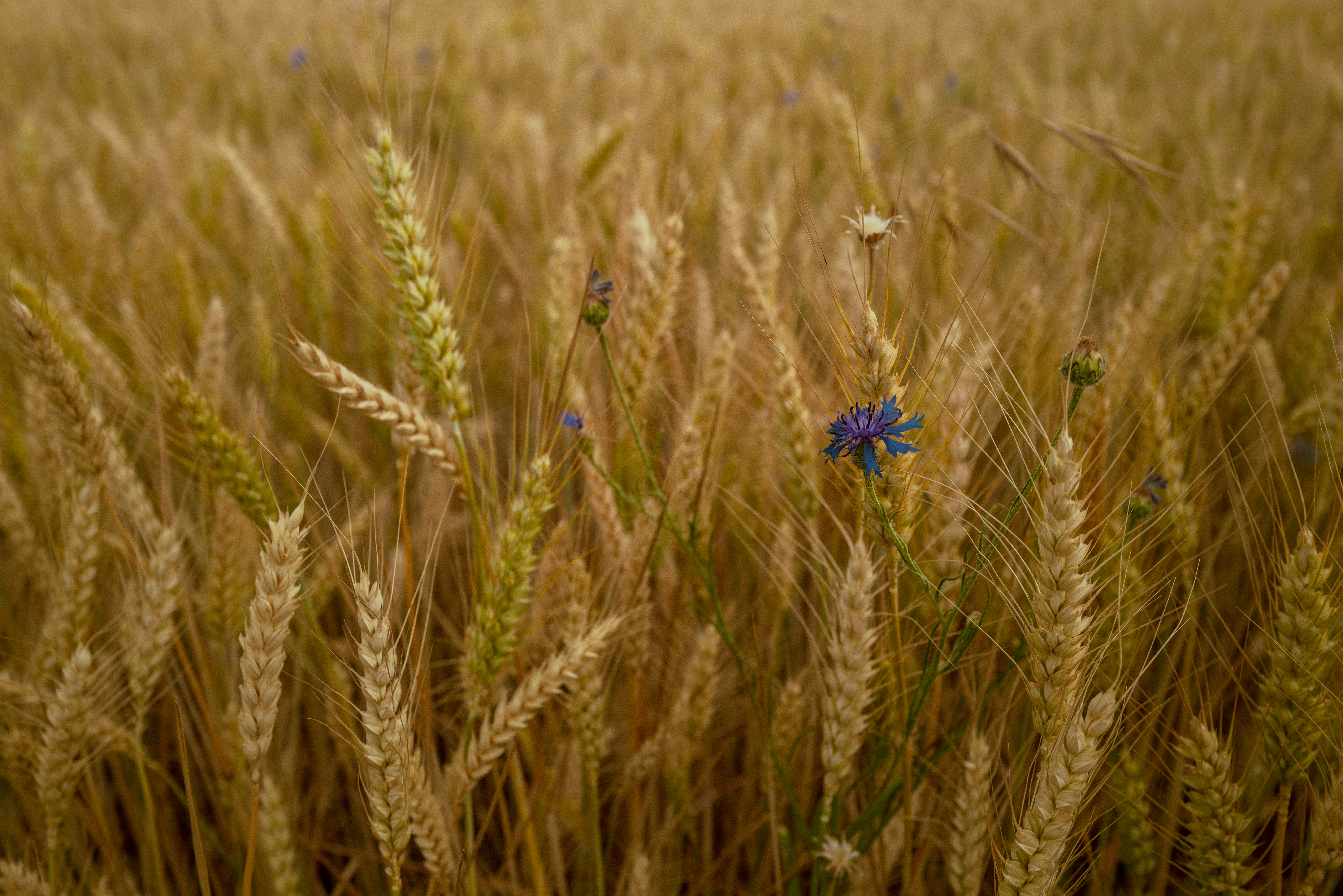 a field of wheat with a blue flower in the middle of it