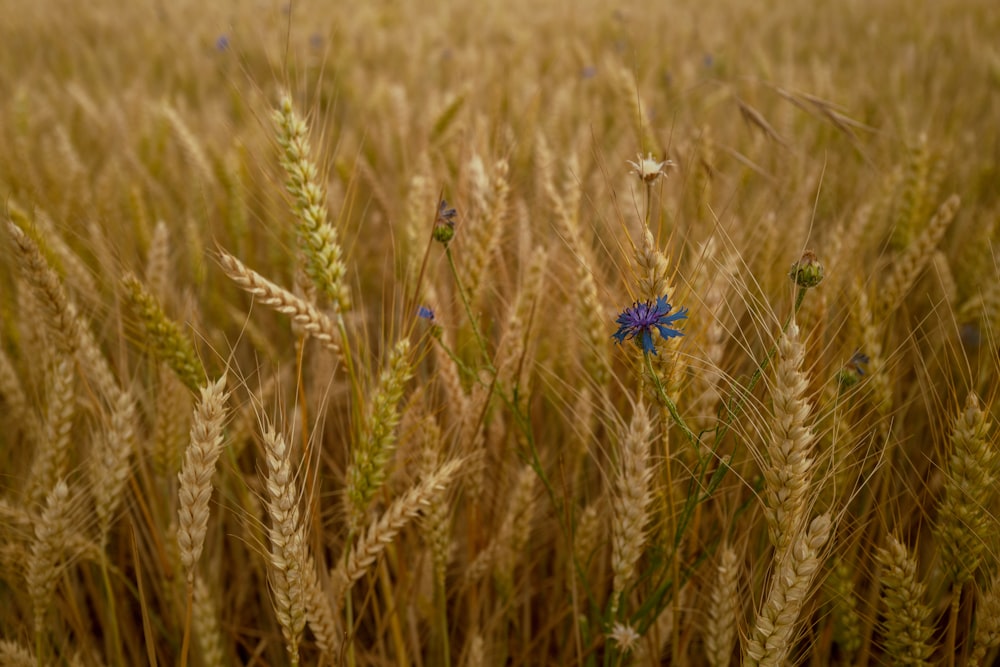 a field of wheat with a blue flower in the middle of it