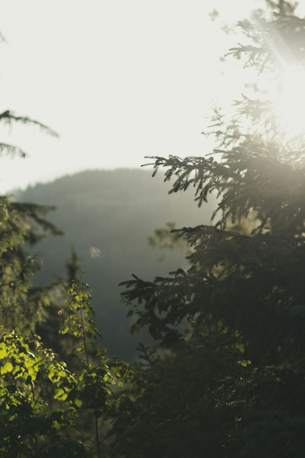 the sun shines through the trees in the forest