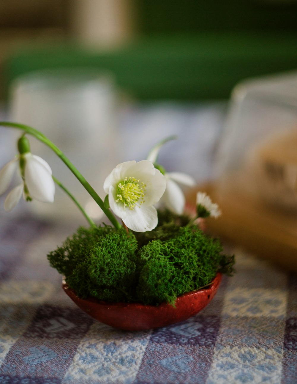 a close up of a small potted plant with flowers